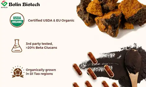 Chaga Mushroom Extract: Functional Benefits & Formulation Applications for Manufacturers